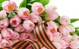 цветы, день победы, праздник, 9 мая, георгиевская ленточка