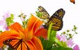 цветы, крылья, насекомые, лилия, букет, бабочки, оранжевая