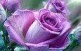цветы, макро, роза, лепестки, фиолетовая роза