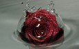 вода, капельки, красная роза