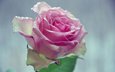 вода, цветок, капли, лепестки, розовая роза