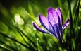 трава, природа, цветок, фиолетовый, весна, крокус