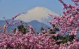 цветение, гора, сакура, вулкан, японии, фудзияма, гора фудзи