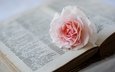 цветок, роза, розовая, книга, страницы, словарь