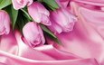 розовый, тюльпаны, 8 марта, шелк