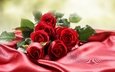 цветы, макро, фото, розы, красный фон
