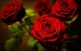 цветы, макро, фото, розы, красный