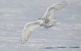 снег, зима, крылья, полярная сова, белая сова