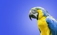 птица, попугай, ара, сине-жёлтый ара