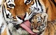 тигр, любовь, кошки, тигренок, хищники, позитив, материнская