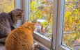 осень, коты, окно, кошки, белка