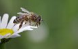 насекомое, крылья, ромашка, пчела, пыльца, пчелка сидит на ромашке, пчела собирает нектар