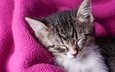 котенок, спящий котенок, розовое одеяло, сладкие сны