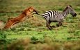 зебра, еда, скорость, хищник, мощь, охота, львица, ловкость, преследование