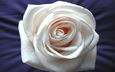 rose white background - красивый цветок девуш