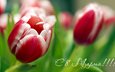 с 8 марта!!! тюльпаны на 8 марта, международный женский день