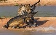удивительный кадр боя леопарда с крокодилом
