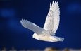 белая сова, летящая