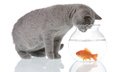 вода, кот, серый, животное, аквариум, рыбка