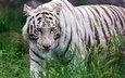трава, хищник, белый тигр