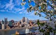 цветы, ветка, цветение, вашингтон, сша, весна, здания, питтсбург, питсбург