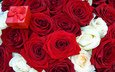цветы, розы, красная, букет, коробочка, предложение