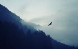 горы, природа, лес, туман, орел, птица, дымка, хищная птица