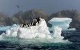 вода, снег, антарктида, пингвины обои, птицы картинки, прыжок фото