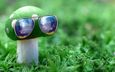 природа, зелёный, макро, очки, гриб