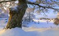 снег, природа, дерево, зима, ветки