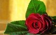 роза, красная, расцветка, красота., ницца, delicate