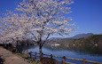 река, пейзаж, япония, весна, сакура
