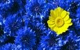 цветы, желтый, цветок, синие, васильки, контраст, полина