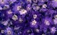 цветы, макро, синие, нежные, фиолетовые