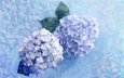 цветы, голубые, голубая, соцветие, гортензия, нежно