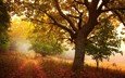 дерево, пейзажи, осень