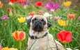 цветы, трава, собака, тюльпаны, мопс