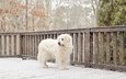 снег, собака, белая