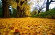 деревья, листья, парк, осень