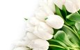 цветы, букет, тюльпаны, белые