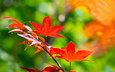 ветка, листья, осень, клен, японский