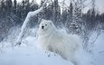 снег, природа, собака, самоед, самоедская собака