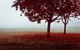 деревья, листья, туман, поле, осень, ворота