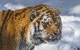 тигр, морда, снег, зима, хищник, большая кошка, амурский тигр