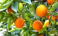 дерево, фрукты.апельсины
