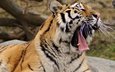 тигр, хищник, большая кошка, язык, зевает