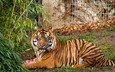 тигр, природа, хищник, суматранский