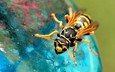 насекомое, фон, крылья, пчела, лапки, оса