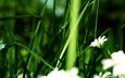 цветы, зелень, белые лепестки, летний цветок