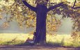 природа, дерево, девушка, настроение, осень
